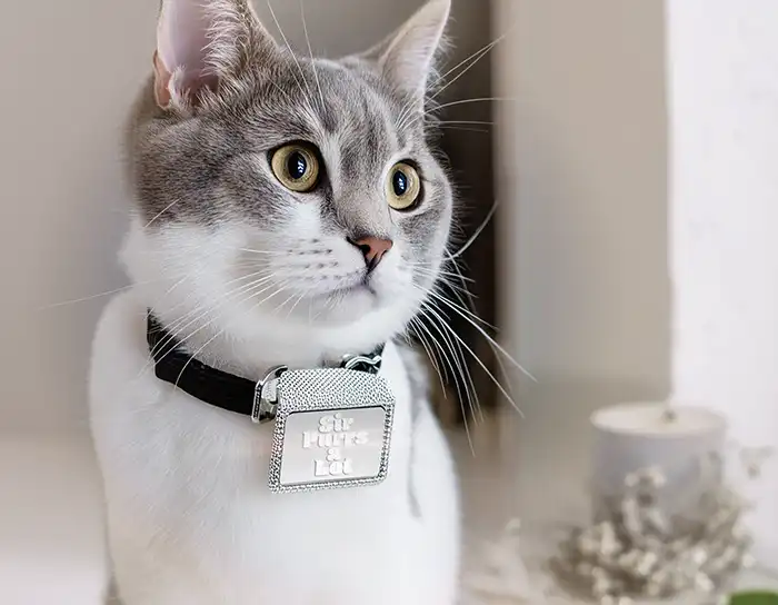 A curious gray and white cat wearing a black collar with a shiny silver BOPP label tag that reads Sir Purrs-a-Lot.